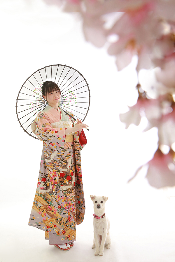 和傘と振袖白い犬