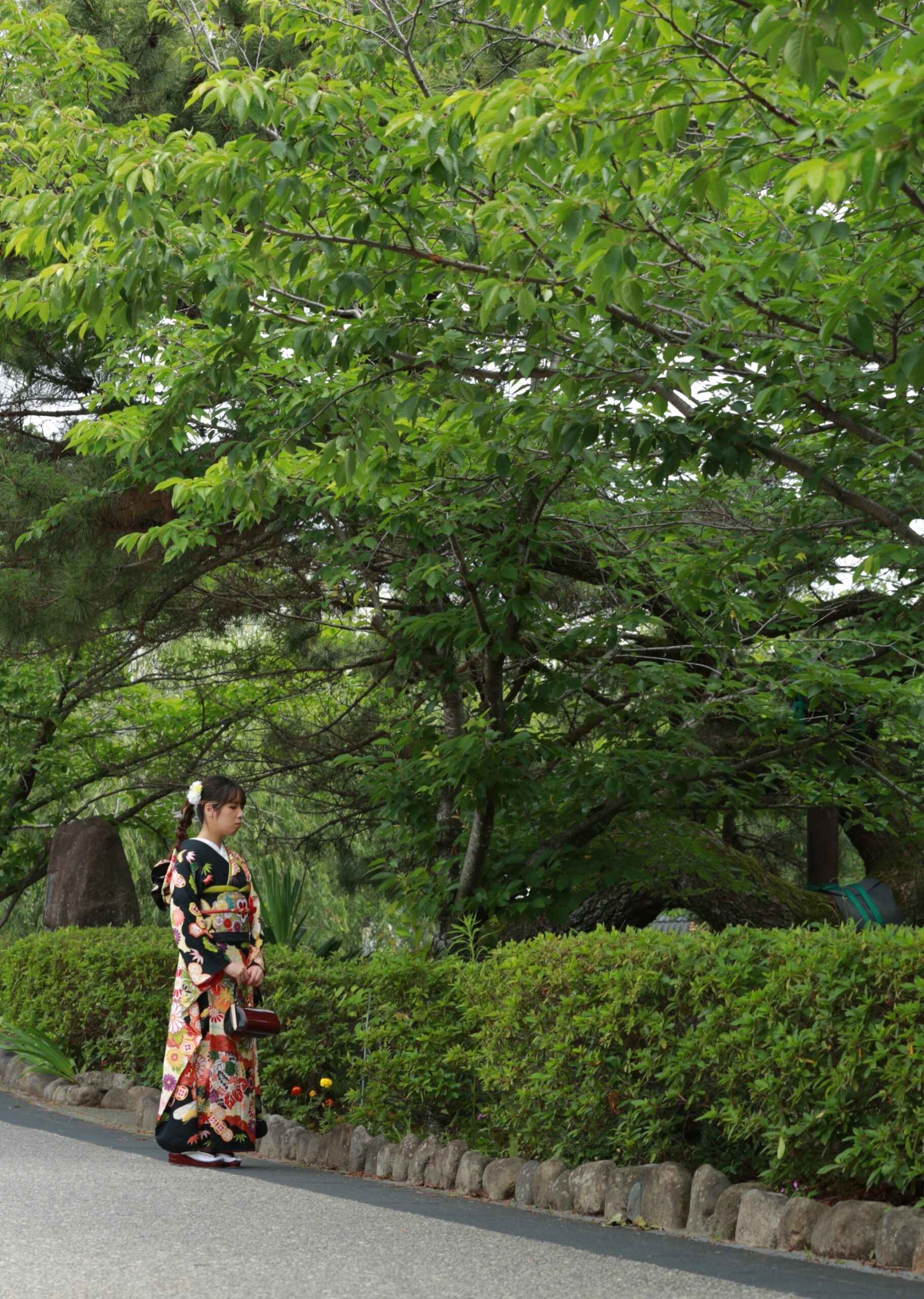 一の坂川全身植木見る