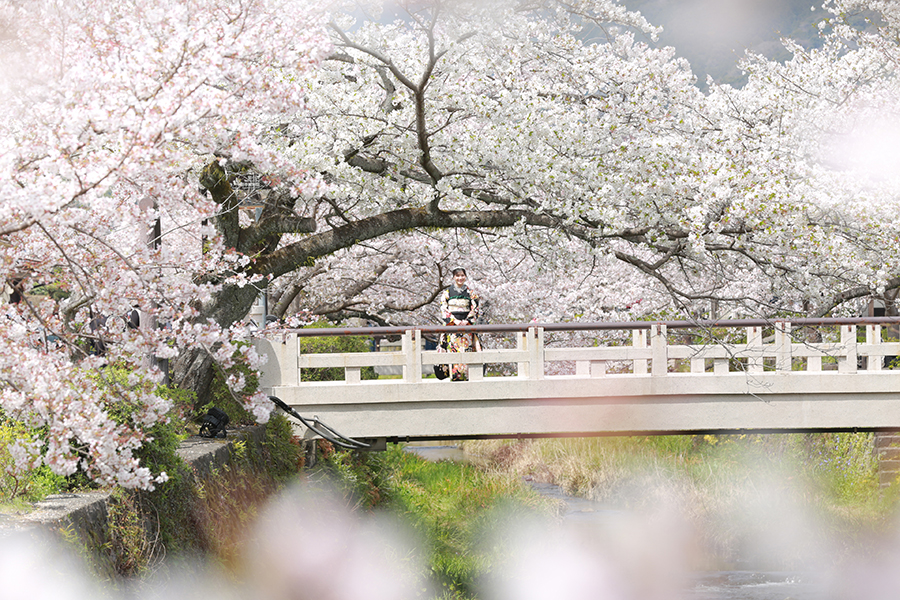 冒頭桜